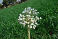 Allium cepa